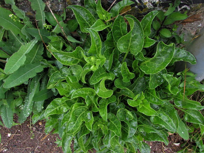 Dền củ (Beta vulgaris) cao 1,5 mét, mọc trên đất trọc sát biển ở một số nơi thuộc châu Âu, Bắc Phi và châu Á. Chúng là tổ tiên của củ cải đường. Ảnh: Wild Food UK.