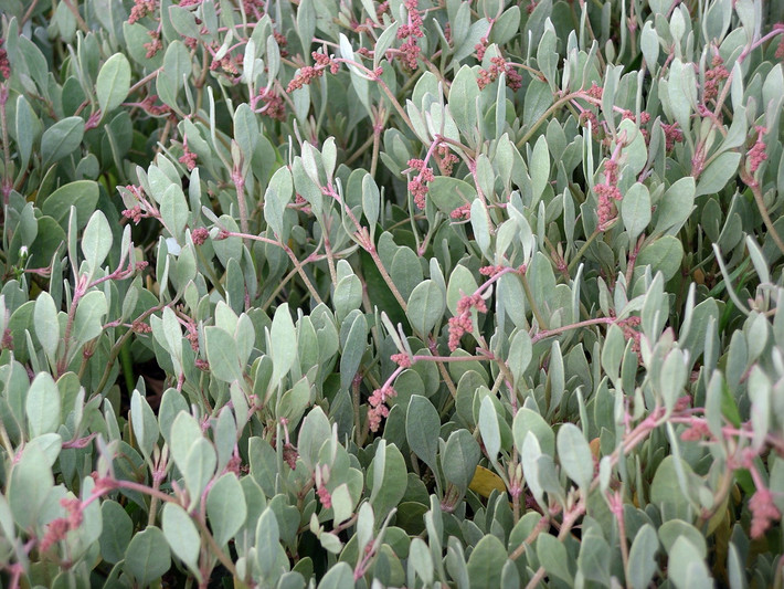 Sam đầm nước mặn (Halimione portulacoides) cao 1 mét, phân bố ở nhiều vùng thuộc châu Âu, châu Phi và châu Á. Loài thực vật bò lan này mọc ở các đầm lầy ngập mặn, đặc biệt là ven bờ hồ, kênh chịu ảnh hưởng của thủy triều. Ảnh: Wikipedia.