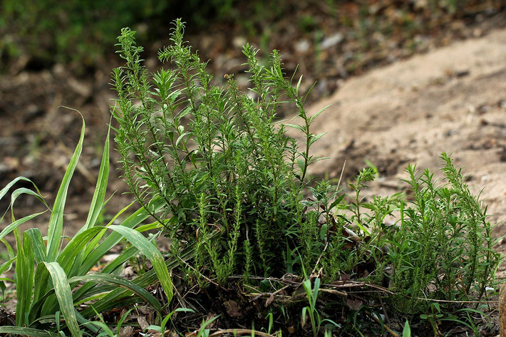 Dầu giun (Dysphania ambrosioides) cao 1 mét, mọc trên đất canh tác và đất hoang ở vùng nhiệt đới châu Mỹ. Loài cây tuổi thọ ngắn này có mùi thơm dễ chịu nên được dùng làm gia vị và để ướp trà. Ảnh: Flora of Malawi.