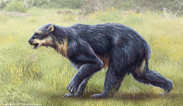 9. Gấu mặt ngắn khổng lồ (Arctodus simus). Cao tới 1,8-2,5 mét (khi đứng bằng bốn chân) và nặng khoảng 900 kg đến 1,6 tấn, gấu mặt ngắn là loài gấu lớn nhất từng tồn tạ. Chúng có chân dài và cơ thể mạnh mẽ, chạy nhanh và được cho là săn mồi hoặc cướp thức ăn từ các loài khác. Ảnh: Pinterest.