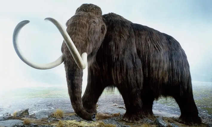 1. Voi ma-mút lông xoăn (Mammuthus primigenius), Đây là một loài voi khổng lồ, cao khoảng 3-4 mét và nặng từ 6 đến 8 tấn, được bao phủ bởi lớp lông dày, giúp chúng tồn tại trong điều kiện lạnh giá. Mamut có ngà cong dài và là loài tiêu biểu của thời kỳ Băng hà. Ảnh: Pinterest.