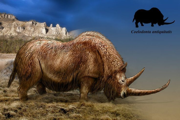 3. Tê giác lông mượt (Coelodonta antiquitatis). Loài tê giác này có một lớp lông dày để chống lạnh, với hai chiếc sừng lớn trên đầu. Chúngnặng khoảng 2 đến 3 tấn, dài từ 3,5 đến 4,5 mét. Ảnh: Pinterest.
