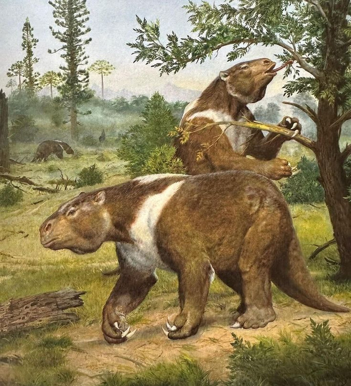 5. Lười đất khổng lồ (Megatherium). Đây là một loài lười khổng lồ, dài khoảng 6 mét và nặng tới 4 tấn, di chuyển chậm và chỉ ở trên mặt đất. Chúng đứng trên hai chân và sử dụng cặp chân trước dài để với thức ăn từ cây cối. Ảnh: Pinterest.