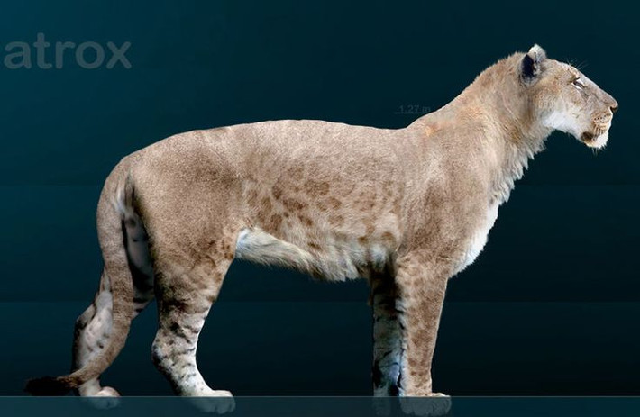 4. Mèo hang châu Mỹ (Panthera atrox). Được coi là loài mèo lớn nhất từng tồn tại, Panthera atrox có kích thước lớn hơn cả sư tử và hổ hiện đại, với cân nặng khoảng 350-400 kg và dài khoảng 3,6 mét. Ảnh: Pinterest.