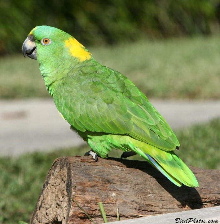 Vẹt gáy vàng (Yellow-naped Amazon): Loài vẹt xuất xứ từ rừng Amazon này nổi tiếng với khả năng bắt chước giọng nói và khả năng học hỏi nhanh chóng. Ảnh: Pinterest