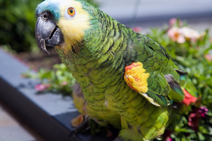 Vẹt Amazon (Amazon Parrot): Giọng nói to, rõ ràng, và dễ dàng học các câu từ thông dụng. Ảnh: Pinterest.