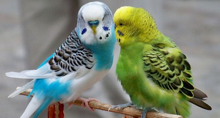 Yến phụng (Budgerigar/Budgie): Dù nhỏ bé, loài vẹt này vẫn có khả năng nhại tiếng rất tốt. Ảnh: Pinterest.