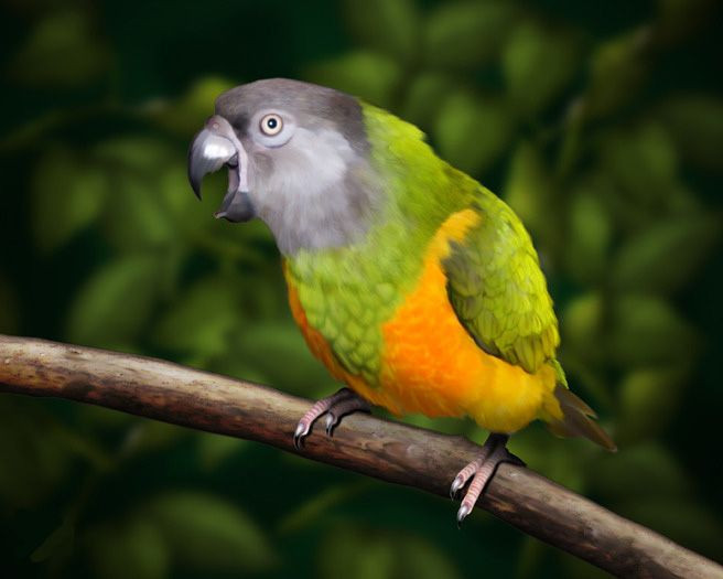 Vẹt Senegal (Senegal Parrot): Có khả năng nhại tiếng và học các từ ngắn, thường kết hợp với tính cách dễ thương và thích làm trò. Ảnh: Pinterest.