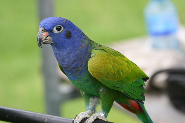 Vẹt đầu xanh (Blue-headed Parrot): Có thể nhại tiếng người ở mức độ vừa phải, dù không xuất sắc như một số loài vạt khác, nhưng vẫn nổi bật trong khả năng giao tiếp. Ảnh: Pinterest.
