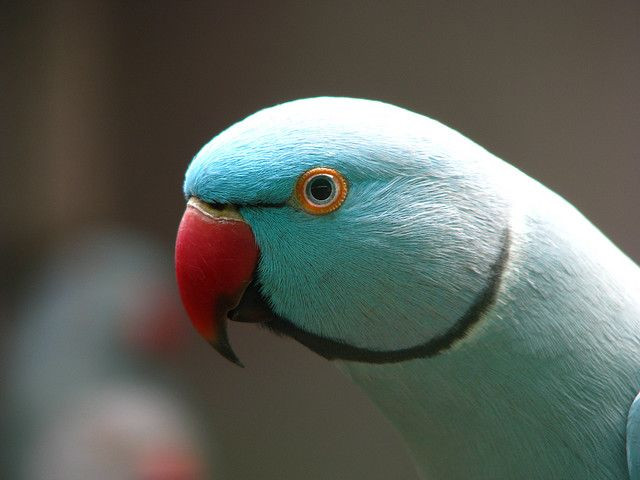 Vẹt cổ hồng (Indian Ringneck Parakeet): Học nói nhanh và có khả năng phát âm rõ ràng. Ảnh: Pinterest.