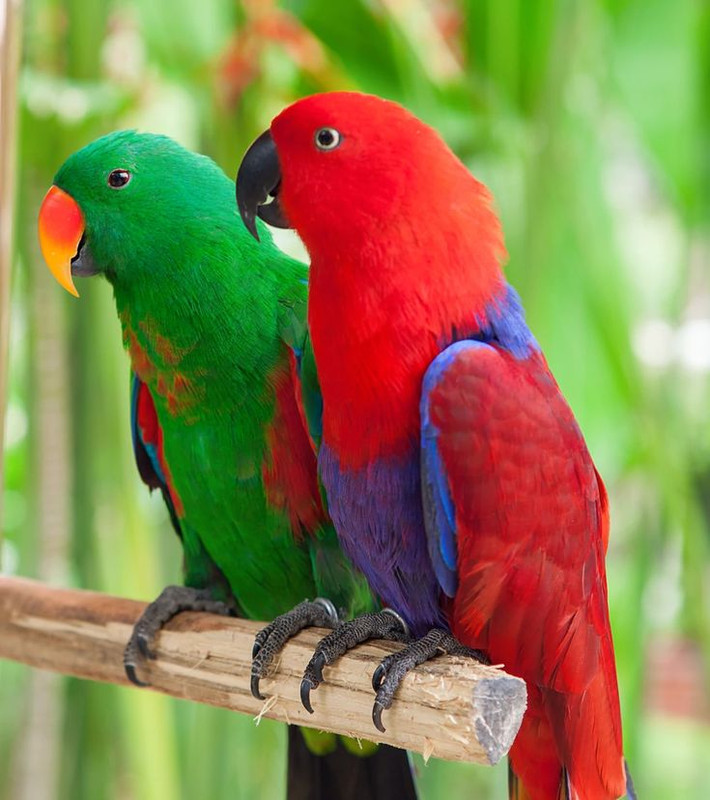 Vẹt Electus (Eclectus Parrot): Có khả năng bắt chước giọng nói và âm thanh xung quanh rất tốt. Ảnh: Pinterest.
