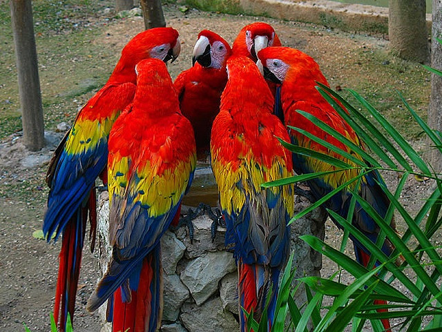Vẹt Macaw (Macaw Parrot): Loài vẹt lớn và nổi tiếng này có khả năng nhại âm thanh và tiếng người, đôi khi còn học theo hành vi của con người. Ảnh: Pinterest.