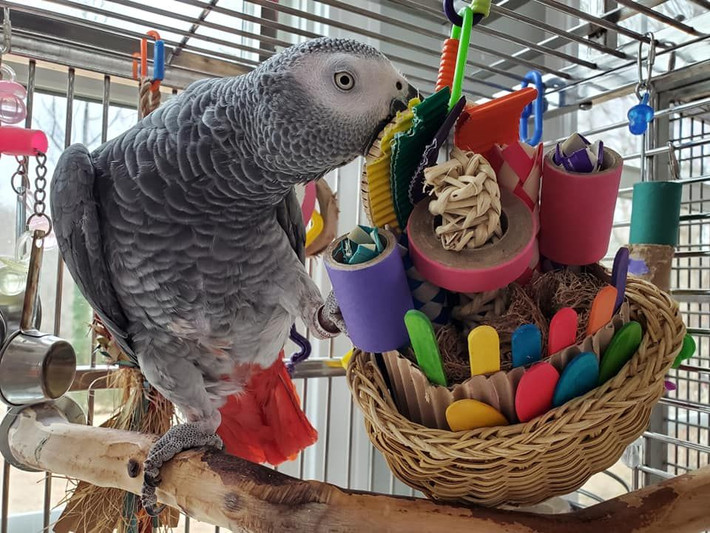 Vẹt xám châu Phi (African Grey Parrot): Khả năng bắt chước âm thanh, giọng nói tuyệt vời và thậm chí có thể hiểu ngữ cảnh. Ảnh: Pinterest.