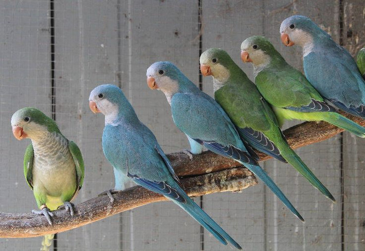 Vẹt thầy tu đuôi dài (Quaker Parrot): Nhạy bén trong việc bắt chước tiếng người và âm thanh từ môi trường. Ảnh: Pinterest.