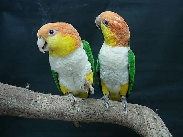 Vẹt Caique: Hài hước và vui tươi, loài này có thể bắt chước một số âm thanh và giọng nói. Ảnh: Pinterest.