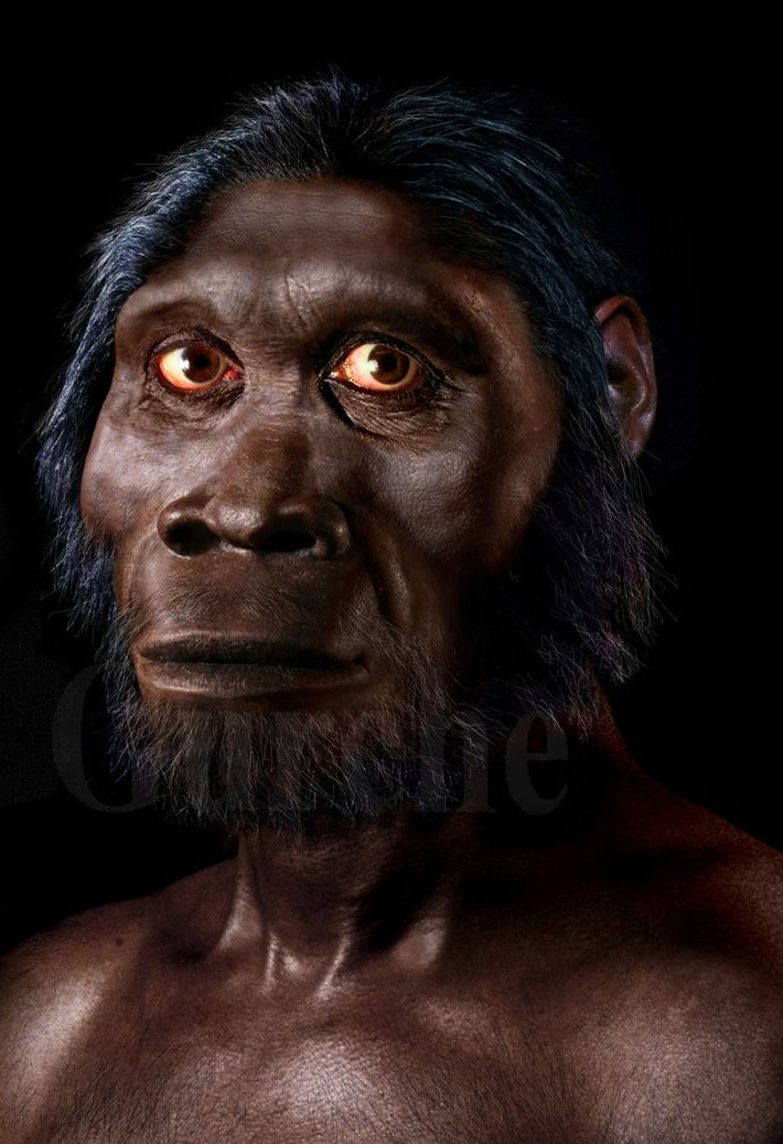 1. Homo habilis. Thời gian sống: Khoảng 2,3 - 1,65 triệu năm trước. Đặc điểm: Loài người cổ xưa này được cho là một trong những loài Homo đầu tiên sử dụng công cụ đá thô sơ, có bộ não lớn hơn các loài vượn người trước đó. Ảnh: Pinterest.