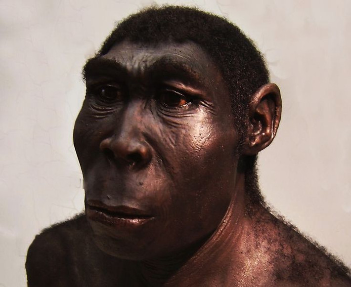 3. Homo erectus. Thời gian sống: Khoảng 1,9 triệu - 110.000 năm trước. Đặc điểm: Là một trong những loài Homo tồn tại lâu dài nhất và được cho là loài đầu tiên rời khỏi châu Phi để đến châu Á và châu Âu. H. erectus biết sử dụng lửa và chế tạo công cụ. Ảnh: Pinterest.