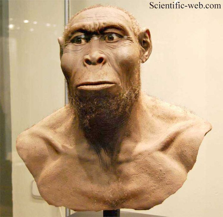 2. Homo rudolfensis. Thời gian sống: Khoảng 2,4 - 1,9 triệu năm trước. Đặc điểm: Có hộp sọ lớn và khuôn mặt phẳng hơn Homo habilis. Các nhà khoa học tranh cãi về việc liệu H. rudolfensis có phải là một loài riêng biệt hay là biến thể của H. habilis. Ảnh: Pinterest.