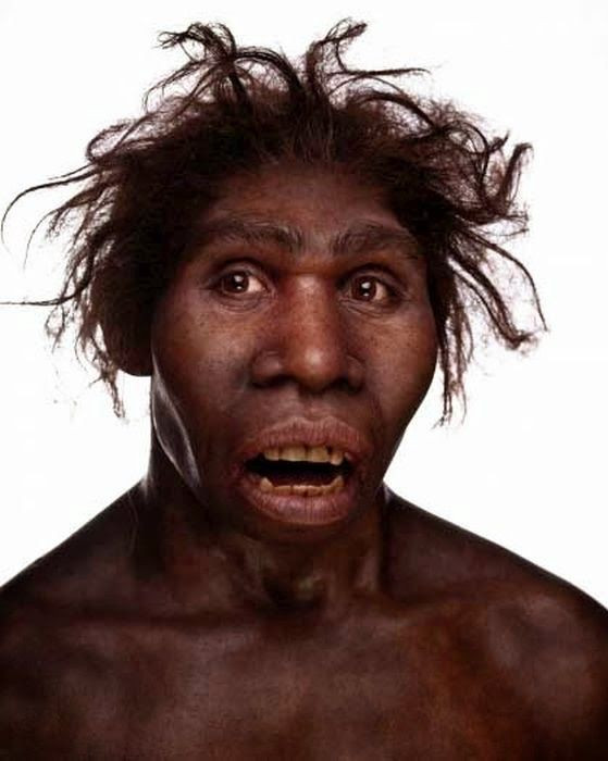4. Homo ergaster. Thời gian sống: Khoảng 1,9 - 1,4 triệu năm trước. Đặc điểm: Thường được coi là tổ tiên của H. erectus ở châu Phi và có thể là tổ tiên của người hiện đại. Ảnh: Pinterest.