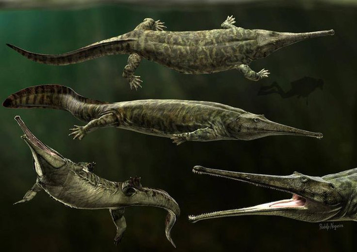 1. Prionosuchus là loài lưỡng cư lớn nhất từng được biết đến. Với chiều dài ước tính lên tới 9 mét, Prionosuchus vượt xa bất kỳ loài lưỡng cư nào hiện đại, kể cả kỳ nhông khổng lồ Trung Quốc. Ảnh: Pinterest.