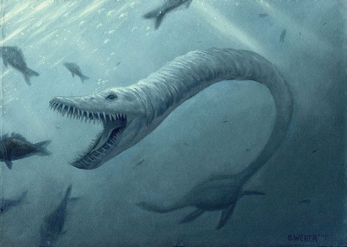 7. Sống ở vùng biển nông Bắc Mỹ cách đây khoảng 80 triệu năm. Elasmosaurus sống trong thời kỳ Kỷ Phấn Trắng muộn, khi phần lớn Bắc Mỹ chìm dưới đại dương nội địa gọi là Western Interior Seaway. Ảnh: Pinterest.