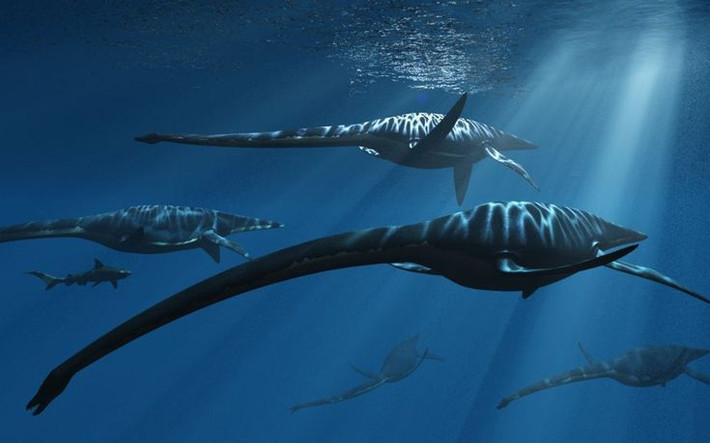 1. Cổ của Elasmosaurus dài đến hơn một nửa cơ thể. Với khoảng 72 đốt sống cổ, Elasmosaurus có phần cổ dài chiếm hơn 50% tổng chiều dài cơ thể, lên tới 7 mét trong tổng chiều dài khoảng 14 mét. Ảnh: Pinterest.