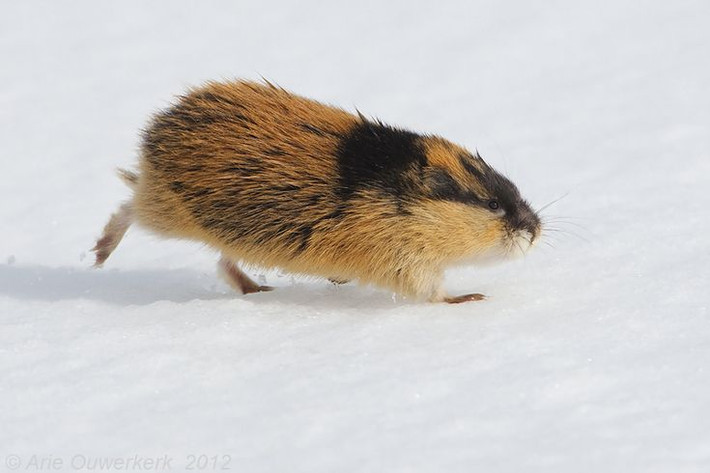 4. Thức ăn chủ yếu của cú tuyết là chuột lemming. Chúng có thể ăn đến 1.600 con chuột lemming mỗi năm, và số lượng trứng cú đẻ thường phụ thuộc vào mức độ phong phú của loài gặm nhấm này. Ảnh: Pinterest.