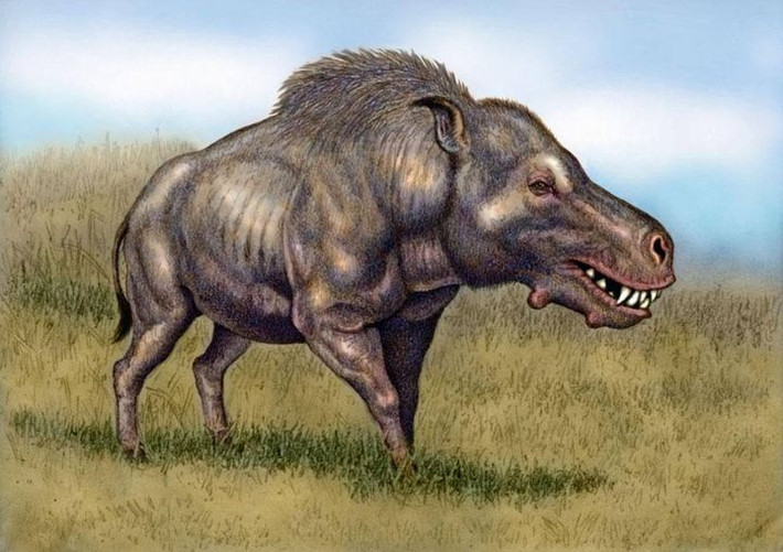 1. Daeodon không phải là lợn thật. Dù ngoại hình có nhiều nét giống với lợn hiện đại, Daeodon thuộc họ Entelodont – nhóm động vật có vú cổ đại hoàn toàn khác với lợn nhà. Ảnh: Pinterest.