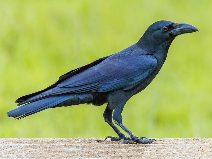 Chim quạ đen (Corvus macrorhynchos) dài 47-50 cm, là loài định cư không phổ biến đến tương đối phổ biến trong cả nước. Loài quạ điển hình này sống trong các khu vực rừng, đất có cây gỗ trống trải, khu canh tác, thành thị, rừng ngập mặn.