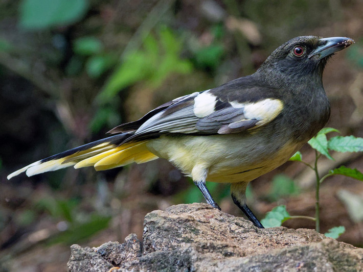 Chim giẻ cùi vàng (Urocissa whiteheadi) dài 45-56 cm, là loài định cư tương đối phổ biến, phân bố tại các vùng Tây Bắc, Đông Bắc, Bắc và Bắc Trung Bộ (VQG Cúc Phương, Bạch Mã). Loài này sống ở rừng lá rộng thường xanh, bìa rừng, rừng thứ sinh.