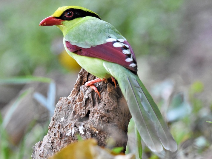 Chim giẻ cùi xanh (Cissa chinensis) dài 37-41 cm, là loài định cư tương đối phổ biến tại Tây Bắc, Đông Bắc, không phổ biến tại Nam Bộ. Sinh cảnh của loài chim họ Quạ này là rừng lá rộng thường xanh, rừng hỗn giao rụng lá.