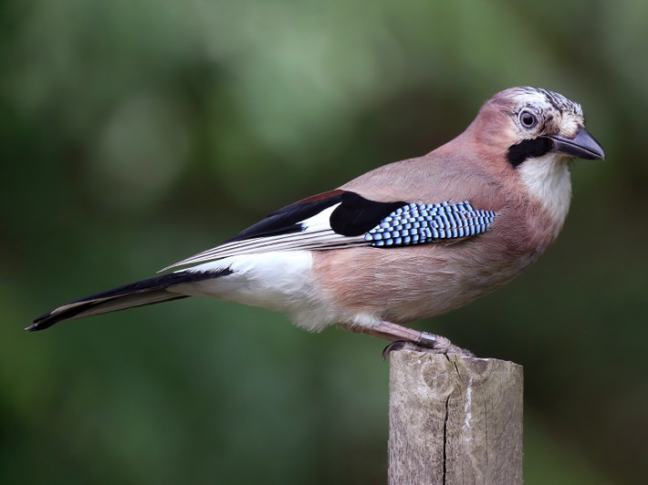 Chim quạ thông (Garrulus glandarius) dài 31-34 cm, là loài định cư hiếm tại Đông Bắc, phổ biến tại Nam Trung Bộ và Nam Bộ (dễ gặp tại VQG Chư Yang Sin, Bidoup Núi Bà, khu vực Đà Lạt). Loài chim họ Quạ này sống ở rừng lá rộng thường xanh nơi trống trải, rừng hỗn giao lá rộng thường xanh, rừng thông và rừng rụng lá.