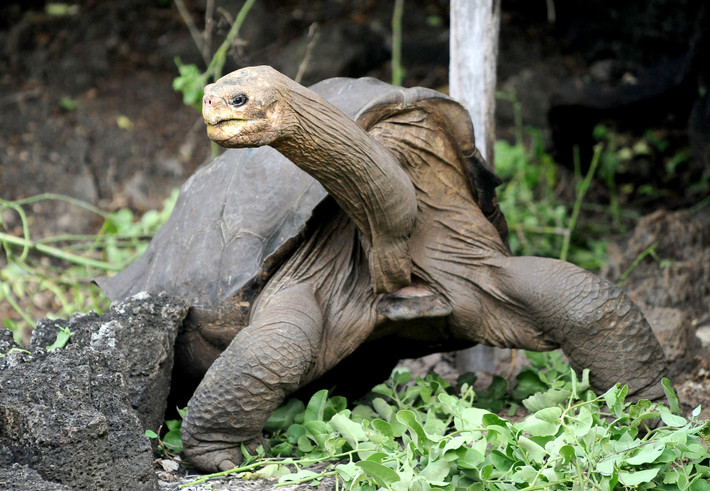 Rùa cạn Galapagos (Chelonoidis elephantopus) dài 1,2 mét, gồm 11 phân loài sống trên các hòn đảo khác nhau thuộc quần đảo Galapagos. Chúng chủ yếu ăn thực vật, là một trong những loài rùa cạn lớn nhất thế giới.