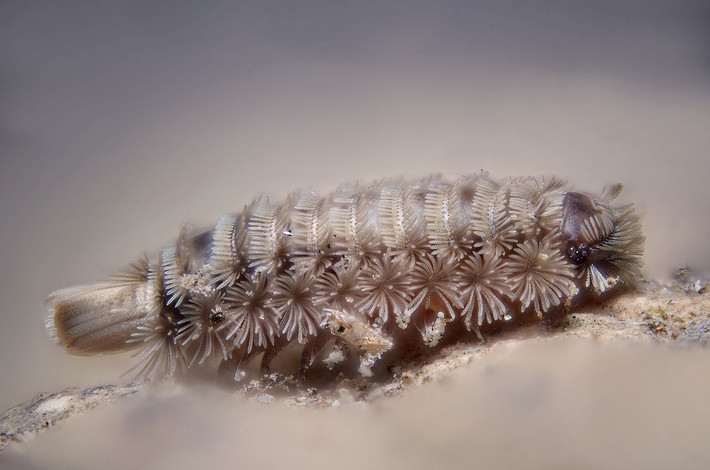 Cuốn chiếu lông cứng (Polyxenus lagurus) dài 2-3 mm, phân bố ở Bắc bán cầu. Loài cuốn chiếu nhỏ bé này có lông cứng để tự vệ, sống chui luồn sau lớp vỏ cây gỗ và dưới đám lá rụng trên nền đất.