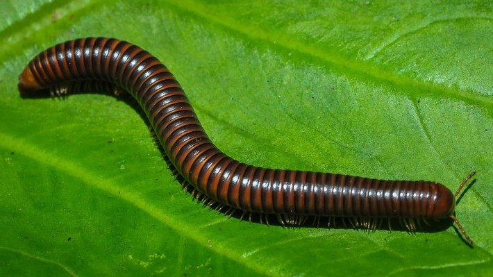 Cuốn chiếu lớn châu Phi (Archispirostreptus gigas) dài 20-28 cm, phân bố ở vùng nhiệt đới châu Phi. Là một trong những loài cuốn chiếu lớn nhất, chúng có thể tiết ra chất gây rát để tự vệ. Dù có vẻ ngoài đáng sợ, chúng được nhiều người nuôi như một sinh vật cảnh.