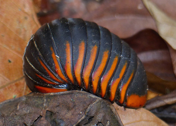 Sâu đá nâu lớn (Zephronia sp.) là một nhóm gồm 6 loài sâu đá sống ở Borneo. Chúng dài 4-5 cm, cơ thể có 13 đốt thay vì 12 đốt như các nhóm sâu đá khác.