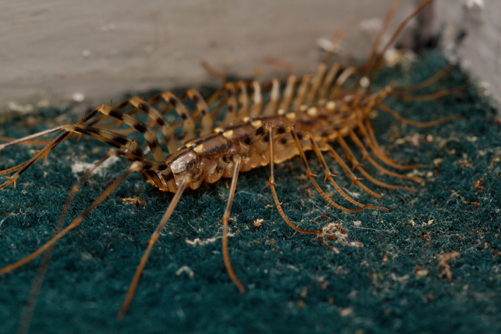 Rết nhà Địa Trung Hải (Scutigera coleoptrata) dài 2,5-5 cm, là loài bản địa quanh Địa Trung Hải những đã du nhập vào nhiều nơi khác trên thế giới. Chúng rất dễ nhận diện với các cặp chân dài, mắt kép và là một trong những động vật không xương sống chạy nhanh nhất.