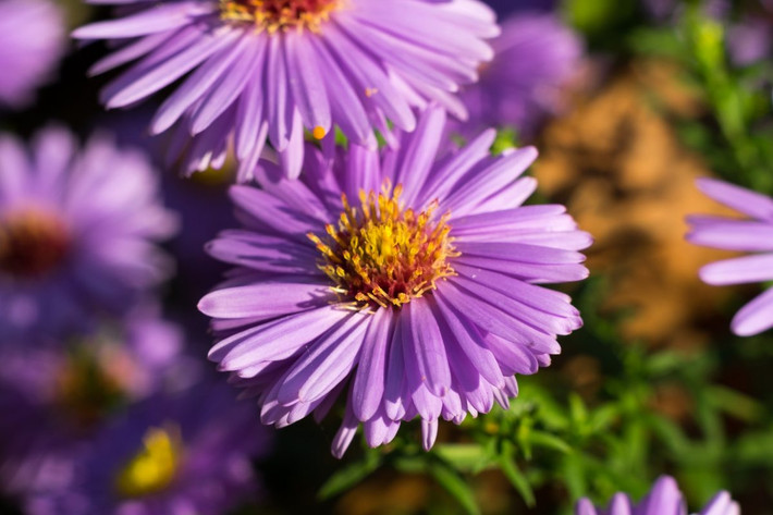 Cây thạch thảo (Symphotrichum novi-belgii) là cây bản địa ở khu vực Bắc Mỹ. Các nhà làm vườn đã tạo ra nhiều giống thạch thảo rực rỡ, nổi bật hơn nhiều so với cây nguyên bản trong tự nhiên.