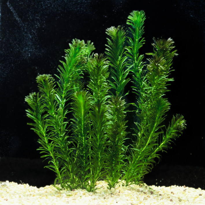 Rong đuôi chồn (Egeria densa) cũng là một cây cảnh dành cho bể cá thông dụng. Là cây bản địa ở Đông Nam Brazil, loài thực vật thủy sinh này phát triển mạnh ở nhiều khu vực ôn đới trên thế giới, gây ra hiện tượng tắc nghẽn dòng chảy.