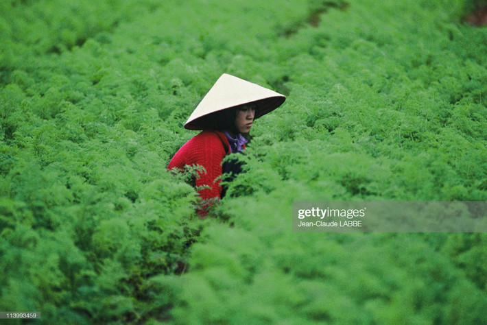 Một phụ nữ Đà Lạt chăm sóc cho ruộng trồng cà rốt của mình.