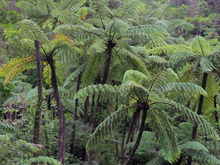 Dương xỉ thân gỗ đen (Cyathea medullaris) có thể mọc cao tới 18 mét, có nguồn gốc từ New Zealand. Với kích thước quá lớn, loài dương xỉ này có thể khiến nhiều người nhầm lẫn với các loài cọ, dừa.