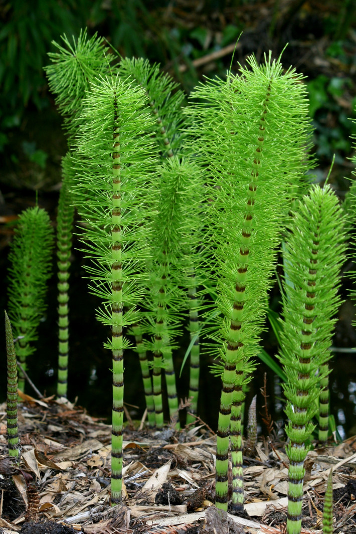 Cỏ tháp bút (Equisetum arvense) cao khoảng 80 cm, phổ biến ở Bắc bán cầu, có quan hệ gần với dương xỉ. Chúng có thân rễ màu đen lan dưới mặt đất đâm lên những chồi rỗng, trên đó là các cành màu xanh tươi mọc thành vòng đối xứng.