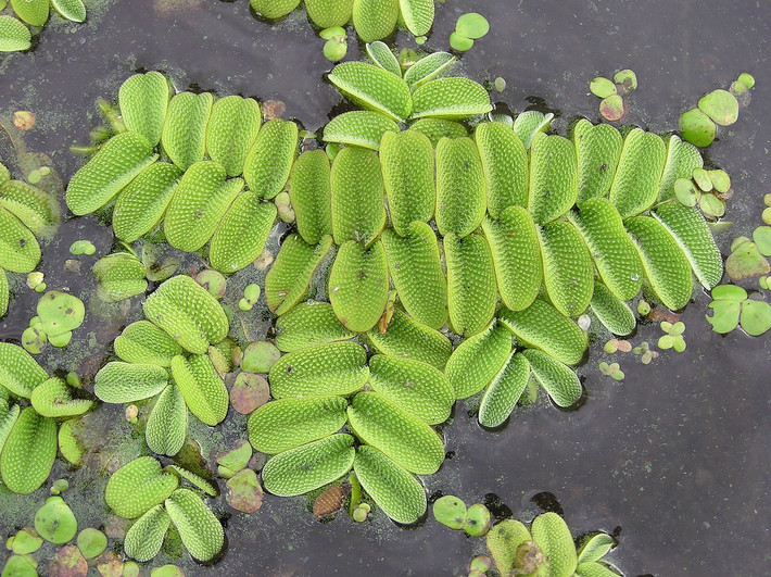 Bèo ong (Salvinia natans) rộng khoảng 2cm, thường tạo thành thảm dày trên mặt nước ở khắp vùng nhiệt đới. Loài dương xỉ thủy sinh này có lá nhỏ hình trái xoan phủ lông tơ chống thấm nước.