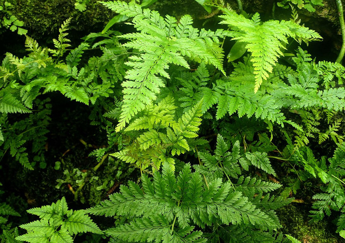 Cây ráng đà hoa chân sóc (Davallia trichomanoides) cao khoảng 50 cm, có nguồn gốc từ Malaysia. Là cây biểu sinh, loài dương xỉ này thường bò lan trên cây gỗ. Thân và rễ nó có vảy như lông tơ và đầu mút lá giống chân sóc.