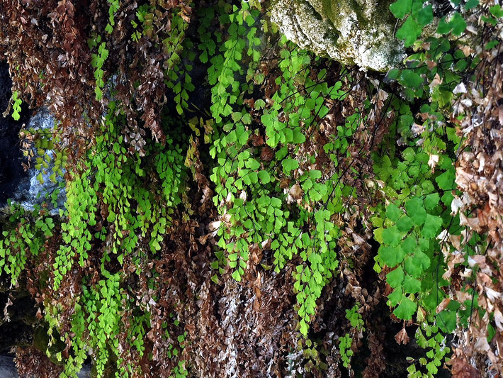 Cây ráng vệ nữ (Adiantum capillus-veneris) cao khoảng 30 cm, phân bố rộng khắp thế giới. Loài cây này thường mọc trong các kẽ nứt của núi đá vôi hay tường đá, có lá nhỏ trong mờ màu xanh nhạt, cuống đen mảnh như sợi tóc.