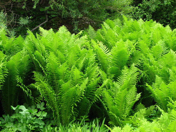 Dương xỉ đà điểu (Matteuccia struthiopteris) cao 1,5 mét, phân bố ở Bắc bán cầu. Loài dương xỉ này thường mọc bên bờ nước, có các lá sinh dưỡng mọc đối xứng vào mùa hè. Các lá sinh sản màu nâu xuất hiện vào mùa đông.
