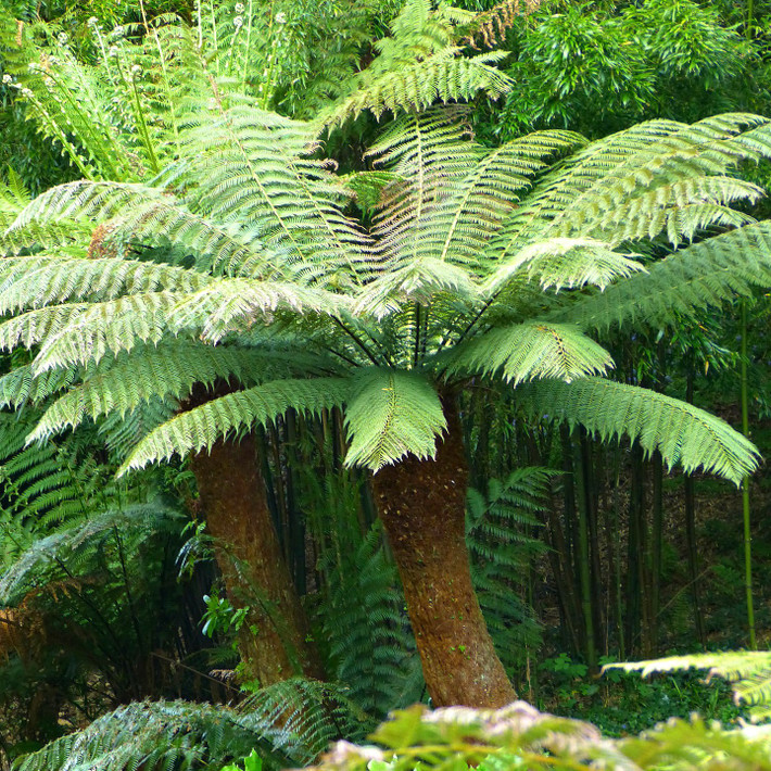 Dương xỉ thân gỗ Tasmania (Dicksonia antarctica) cao tới 10 mét, phổ biến ở đảo Tasmania và Đông Nam Australia. Loài cây này có thân mập, hình dáng hơi giống các loài tuế, là cây ưa bóng và thường mọc xen kẽ giữa các cây thân gỗ lớn.