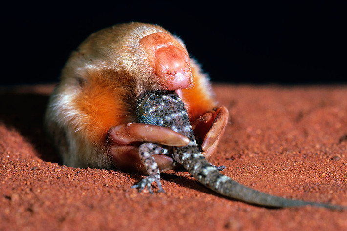 Chuột chũi túi Nam Úc (Notoryctes typhlops) dài 13-14 cm, là loài thú có túi chuyên đào hang trong sa mạc và đồng cỏ ở Trung Australia. Chúng có chân ngắn, móng vuốt lớn và mũi có tấm sừng để đào bới. Chúng không có tai ngoài và mắt hầu như mù.
