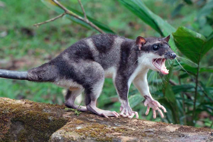 Thú túi nước chân màng (Chironectes minimus) dài 26-40 cm, phân bố ở Trung và Nam Mỹ, là loài thú túi thủy sinh duy nhất được biết đến. Cả hai giới của loài này có túi đóng lại được khi ở dưới nước. Chân sau của chúng có màng như chân vịt.