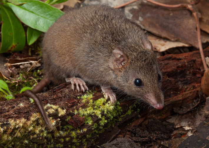 Chuột nhắt túi nâu (Antechinus stuartii) dài 14-25 cm, là loài đặc hữu ở các khu rừng Đông Australia. Chúng có điểm khác thường là tất cả các con đực đều chết sạch trong vòng một tháng sau khi giao phối.